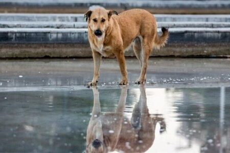 شهرداری ها ۲۰ روز مهلت دارند سگ های بلا صاحب را جمع آوری کنند