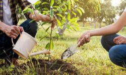 محیط زیست میراث مشترک/نوشتاری از سید محمود موسوی