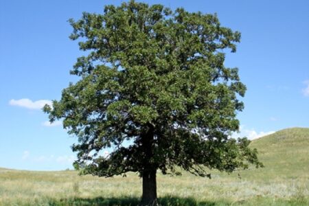 پایان خوش یک فاجعۀ محیط زیستی؛ تلاش جوانان اندیکا برای احیای درخت بلوط سوخته