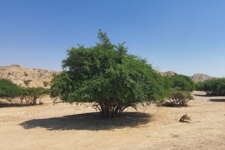 کُنار ؛ اسطوره ی سبز بختیاری  / نوشتاری از صادق یزدی