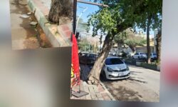 میراث سبز میدان ۱۷ شهریور ؛ قصه پر غصه قطع درخت کهنسال