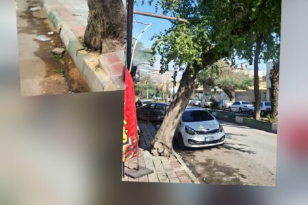 میراث سبز میدان ۱۷ شهریور ؛ قصه پر غصه قطع درخت کهنسال