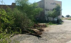 قطع درختان در آستانه نوروز؛ اقدامی خلاف قوانین در شوشتر